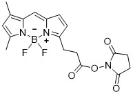 bodipy-fl-nhs